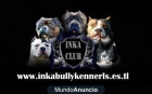 cachorros bullys en venta - mejor precio | unprecio.es