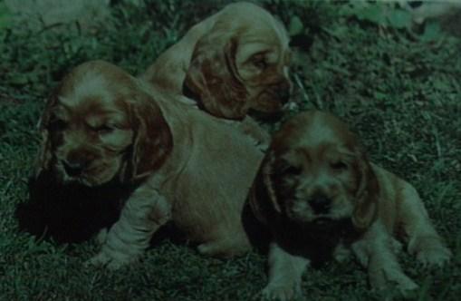 CACHORROS DE COCKER INGLES