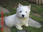 CACHORROS Westy - mejor precio | unprecio.es