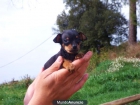 Camada pinscher mini 300 € - mejor precio | unprecio.es