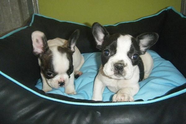Excelentes Bulldog Francés, los mejores cachorros