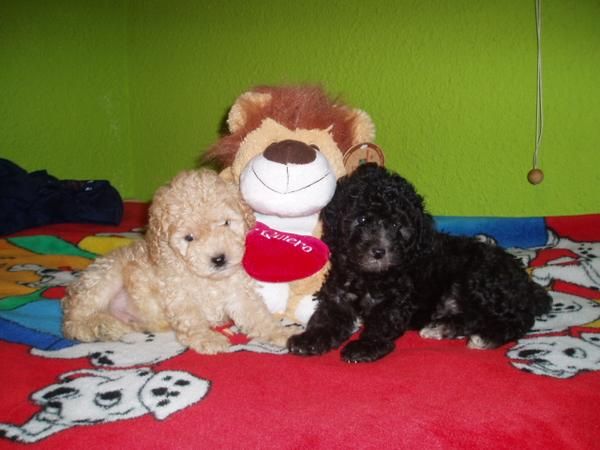 monisimos cachorros caniche toy autenticos