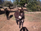 Pareja de burros catalanes enanos, el más pequeño de cataluña - mejor precio | unprecio.es