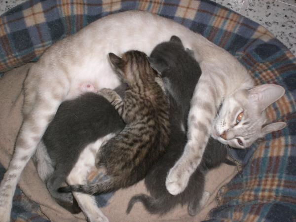 regalo gatitos