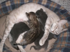 regalo gatitos - mejor precio | unprecio.es