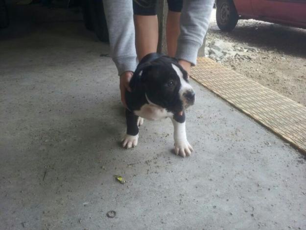 Se vende cachorro de pitbull (250€)