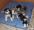 Se venden cachorritos de husky siberiano - mejor precio | unprecio.es