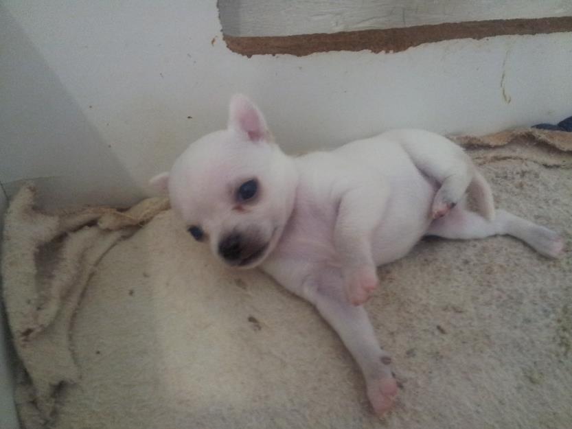 se venden chihuahuas macho y hembras 400 euros