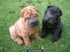 Shar-pei cachorros para su adopcion - mejor precio | unprecio.es