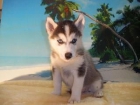 Vendo HUSKYS SIBERIANOS Camada espectacular 2 meses. - mejor precio | unprecio.es