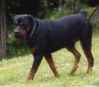 Busco Hembra de Rottweiler para reproducción - mejor precio | unprecio.es