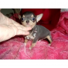 Chihuahuas a precios increibles - mejor precio | unprecio.es