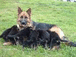 IMPRESIONANTES CACHORROS DE PASTOR ALEMAN