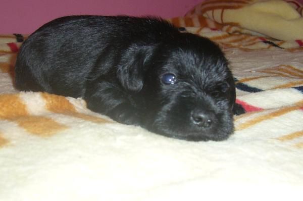 scnauzers minis negros 450