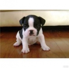 VENDO PRECIOSA CACHORRA DE BULLDOG FRANCES . DE PADRES CON PEDIGRI !! BUEN PRECIO !! - mejor precio | unprecio.es