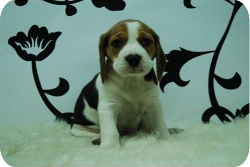 Beagle en Madrid.