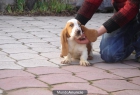CACHORROS DE BASSET HOUND 450 - mejor precio | unprecio.es