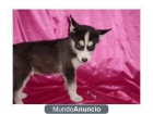 INCREIBLES CACHORRITOS HUSKY SIBERIANO - mejor precio | unprecio.es