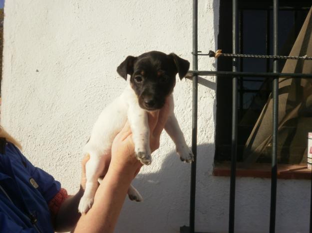 JACK RUSSELL TERRIER