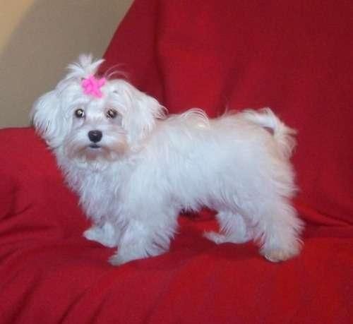 malteses cachorros 400