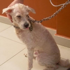 Perrito que busca un hogar - mejor precio | unprecio.es