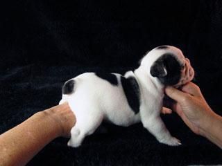 Bulldog frances con 2 meses UN SUEÑO para ti