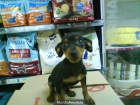 CACHORRO DE PINCHER MACHO. OFERTA! 350 EUROS - mejor precio | unprecio.es