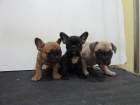 CACHORROS DE BULLDOG FRANCES - mejor precio | unprecio.es