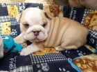 Cachorros de bulldogs ingles - mejor precio | unprecio.es