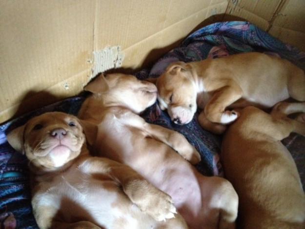 cachorros pitbull  baratos disponibles