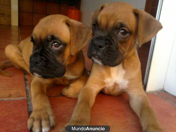 Camada de boxer