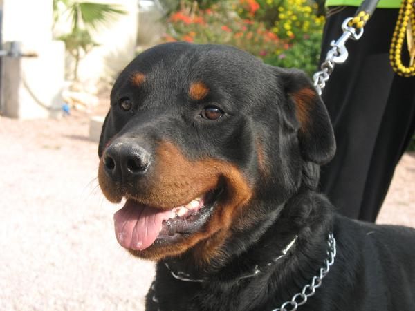 CAMBIO!!! Rottweiler macho por Tortuga de Tierra.