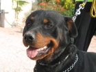 CAMBIO!!! Rottweiler macho por Tortuga de Tierra. - mejor precio | unprecio.es