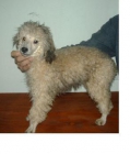 CANICHE TOY - mejor precio | unprecio.es