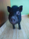 cerdito minipig vietnamita - mejor precio | unprecio.es