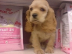 Cocker Americano cachorros en venta - mejor precio | unprecio.es