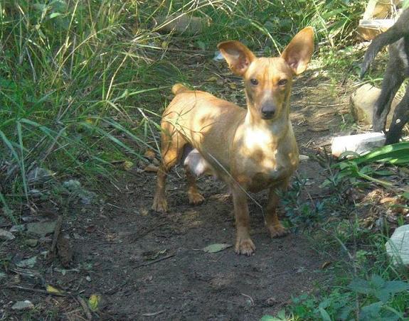 Cruce de Teckel en adopcion, preciosa