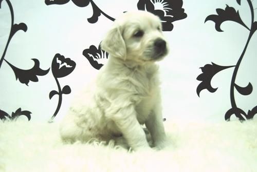 Golden Retriever Preciosos Cachorros Disponibles