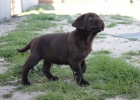 Labrador Chocolate Cachorros de Calidad - mejor precio | unprecio.es
