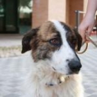 MARTINA ES UNA PERRA ADORABLE QUE BUSCA FAMILIA ESTUPENDA QUE LA QUIERA ADOPTAR - mejor precio | unprecio.es