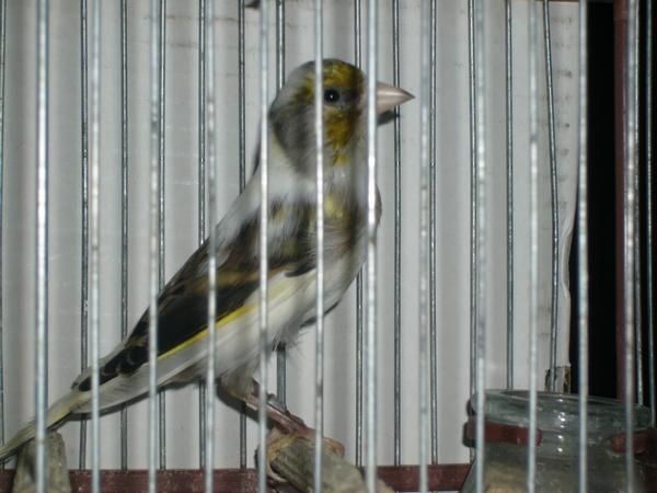 mixtos de jilguero en La Rioja