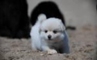 POMERANIA LULU, GARANTIA AQUANATURA - mejor precio | unprecio.es