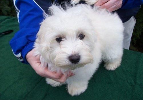 PRECIOSOS CAcHORROS DE BICHON HABANERO