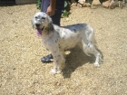 setter ingles hembra cazando - mejor precio | unprecio.es