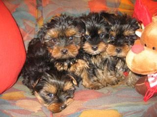 YORKSHIRE TERRIER 300E + CARTILLA + GARANTIA 8 DIAS