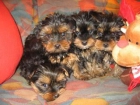 YORKSHIRE TERRIER 300E + CARTILLA + GARANTIA 8 DIAS - mejor precio | unprecio.es