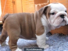 190 € Preciosos bulldog inglés Se vende excelente camada de bulldog inglés - mejor precio | unprecio.es