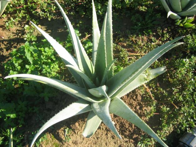 Venta de alimentos y cosméticos con aloe