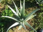 Venta de alimentos y cosméticos con aloe - mejor precio | unprecio.es