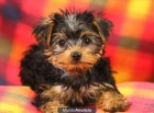 Adoption,Regalo cachorros de yorkshire terrier - mejor precio | unprecio.es